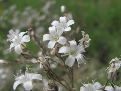Gypsophila acutifolia