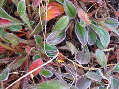 Tuberaria globulariifolia