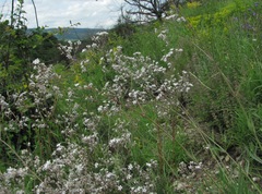 Gypsophila acutifolia