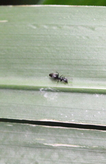 Technomyrmex brunneus