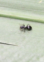 Technomyrmex brunneus