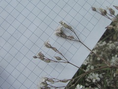 Gypsophila acutifolia