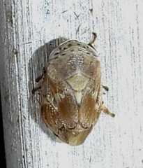 Clastoptera laevigata