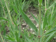 Gypsophila acutifolia