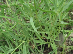 Gypsophila acutifolia