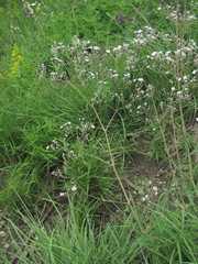 Gypsophila acutifolia