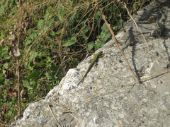 Podarcis muralis