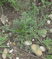 Zosima absinthifolia
