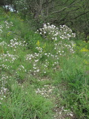 Gypsophila acutifolia