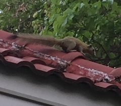 Callosciurus caniceps