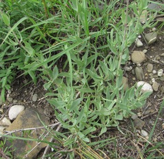Gypsophila acutifolia