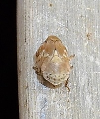 Clastoptera laevigata