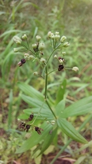 Galium rubioides