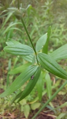Galium rubioides