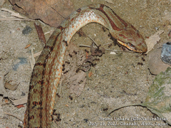 Elaphe quadrivirgata