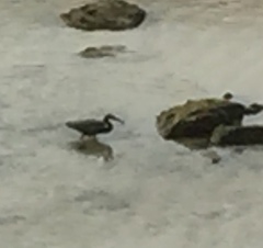 Egretta sacra