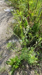 Melilotus albus