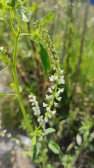 Melilotus albus
