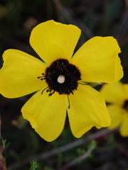 Tuberaria globulariifolia