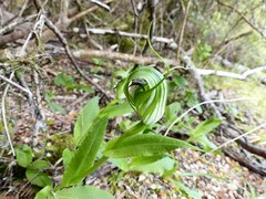 Pterostylis oliveri