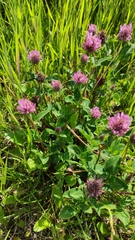 Trifolium pratense