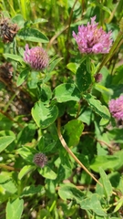 Trifolium pratense