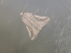 Schistorhynx argentistriga