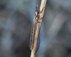 Macronemurus