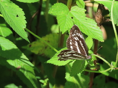 Neptis pryeri
