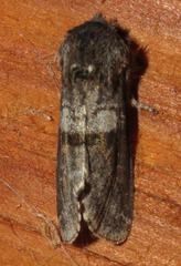 Psaphida grandis