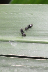 Technomyrmex brunneus