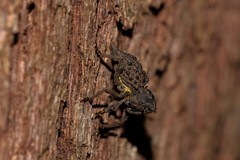 Poropterus ellipticus