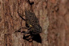 Poropterus ellipticus