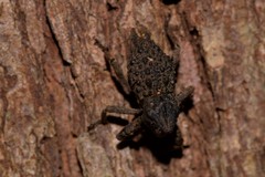 Poropterus ellipticus