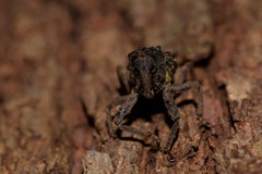 Poropterus ellipticus