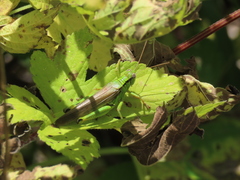 Ognevia longipennis