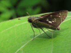 Polytremis zina