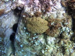 Irciniidae