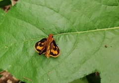 Taractrocera luzonensis