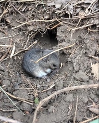 Nothocricetulus migratorius