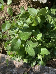 Vinca major