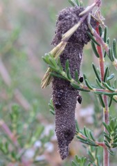 Crematogaster auberti