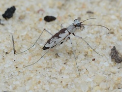 Ellipsoptera hirtilabris