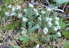 Kelleria villosa