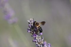 Megachile sculpturalis
