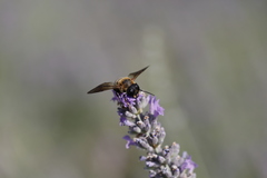 Megachile sculpturalis