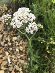 Achillea millefolium
