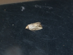 Strotihypera macroplaga