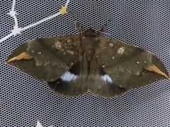 Ischyja ferrifracta