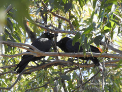 Corvus orru cecilae